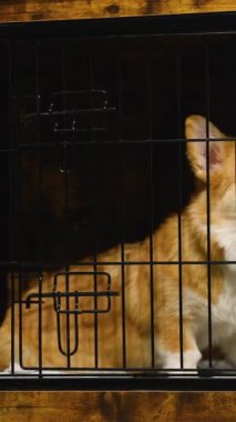 Neşeli bir Corgi veterinerlik kliniğindeki tahta bir sandıkta dinleniyor. Köpek güvende, mutlu ve rahat bir şekilde temiz bir çevrede sırasını bekliyor.