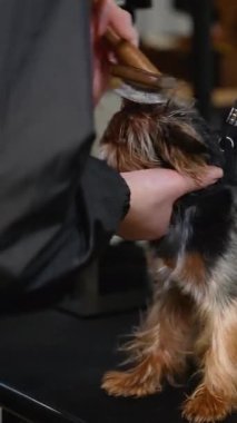 Bir tımarcı bakım masasında özenle küçük ıslak bir köpeği kurutur. Profesyonel hayvan bakımı köpeğin temiz, kuru ve rahat olmasını sağlar.