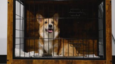 Neşeli bir köpek bir kuaför salonundaki bir sandıkta rahatça oturur. Temiz, güvenli bir ortam bakım hizmetlerinden önce veya sonra rahatlamayı sağlar