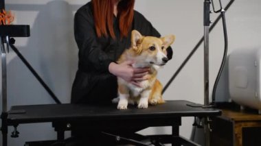 Dost canlısı bir kuaför, sakin bir köpeği nazikçe tımar masasında fırçalar, profesyonel bakım ve evcil hayvanlara ilgi gösterir.