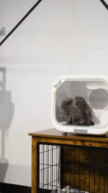Islak gri bir kedi bir kuaförde kurutma istasyonunda oturuyor. Kedi, profesyonel bir banyodan sonra sakince ve rahat bir yerde kurulanıyor.
