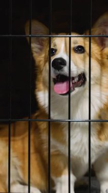 Neşeli bir köpek veteriner kliniğinde güvenli bir kasada dinleniyor. Temiz ve güvenli bir ortam, ziyaret sırasında köpeklere rahatlık ve refah sağlar.