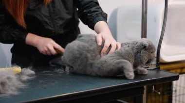 Profesyonel bir tımarcı bakım masasında gri bir kediyi nazikçe fırçalar. Kedi dikkatli bir bakım alır, sakin bir ortamda temiz ve sağlıklı bir palto sağlar.