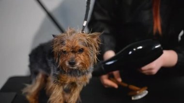 Profesyonel bir tımarcı, banyo yaptıktan sonra küçük bir köpeği dikkatlice kurutmak için saç kurutma makinesi kullanır. Bu sayede evcil hayvan bakım sırasında rahat ve temiz hisseder.