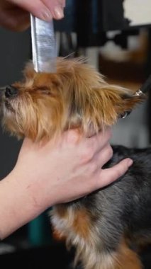 Dost canlısı bir kuaför, sakin bir köpeği nazikçe tımar masasında fırçalar, profesyonel bakım ve evcil hayvanlara ilgi gösterir.
