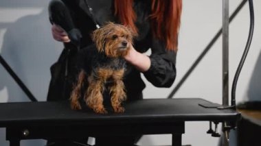Bir tımarcı bakım masasında özenle küçük ıslak bir köpeği kurutur. Profesyonel hayvan bakımı köpeğin temiz, kuru ve rahat olmasını sağlar.