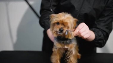 Dost canlısı bir kuaför, sakin bir köpeği nazikçe tımar masasında fırçalar, profesyonel bakım ve evcil hayvanlara ilgi gösterir.