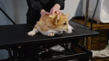 Dost canlısı bir kuaför, sakin bir köpeği nazikçe tımar masasında fırçalar, profesyonel bakım ve evcil hayvanlara ilgi gösterir.