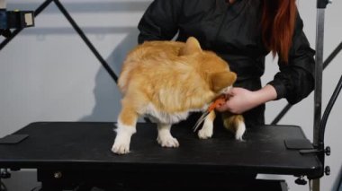 Yetenekli bir hayvan dostu kuaför, profesyonel bir kuaför salonundaki bakım ve bakım seansı sırasında bir köpeğin kürkünü dikkatlice budar.