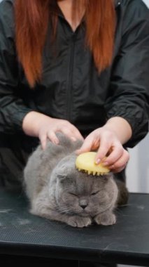 Bir veteriner bakım masasında gri bir kediyi nazikçe fırçalar. Profesyonel bir ortamda bakım sürecinde kedi sakin ve dikkatli görünür.