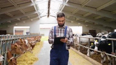 Tarım işçisi mavi tulumlu ve ekose gömlekli sabit koridorda yürürken, rutin tarım yönetimi denetimi sırasında süt sığırları arasında gezinirken gözlemleri belgeliyor.