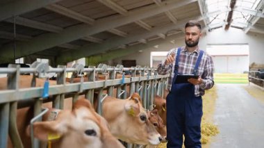 Profesyonel çiftçi Jersey sığır verilerini analiz ediyor, çiftlik hayvanlarının durumunu belgeliyor geleneksel ahırdaki dijital tablet kullanılarak tarımsal teknolojiyle birlikte.