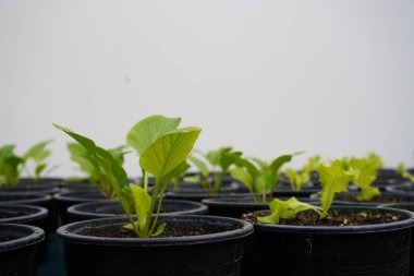 Bitki arka planında kara kova yetiştiriyorum. Katı topraklara ekilmiş yeşil sebze salatası. Yenilik kavramına sahip tarım teknolojisi.