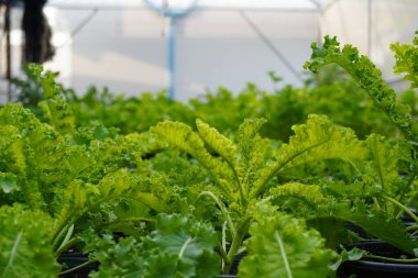 Beyaz bitki evindeki çeşitli sebzelerin kapalı yeşil yaprakları. Kara kovaya lahana yaprakları dikilmiş. Sağlıklı organik sebzeler sağlıklı sağlık için.