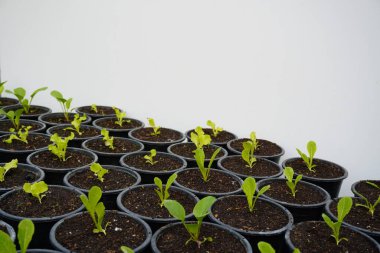 Bitki arka planında kara kova yetiştiriyorum. Katı topraklara ekilmiş yeşil sebze salatası. Yenilik kavramlı tarım teknolojisi. Üst görünüm.