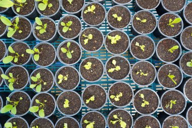 Bitki arka planında kara kova yetiştiriyorum. Katı topraklara ekilmiş yeşil sebze salatası. Yenilik kavramlı tarım teknolojisi. Üst görünüm.