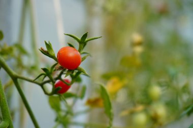 Arkaplanı mavi olan kapalı domatesler. Kırmızı domatesleri olan organik bitkiler. Sağlıklı yaşam için sebze salatası konsepti. 