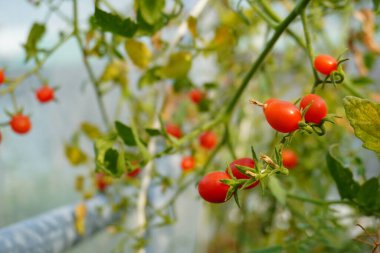 Arkaplanı mavi olan kapalı domatesler. Kırmızı domatesleri olan organik bitkiler. Sağlıklı yaşam için sebze salatası konsepti. 