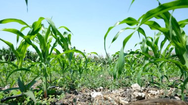 Mısır tarlası arka planı, gökyüzü ile kapalı bitki alanı. Büyüyen mısır ağacı.