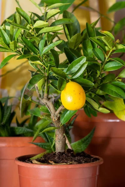 Limequat floridana citrus lemon tree in a small pot. This is a dwarf citrus tree that produces edible lemons