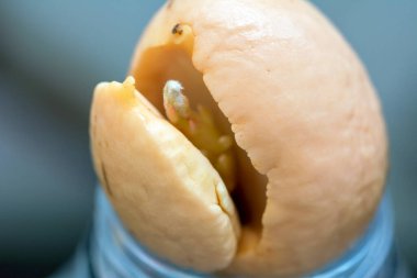 Avokado filizleri su şişesinde saklanırken filizlenmeye başlar.