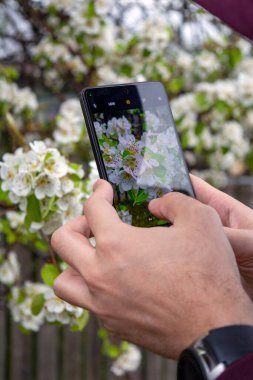 Nisan 'da açan bahar çiçeklerinin makro fotoğrafını çekmeye çalışan bir adam.