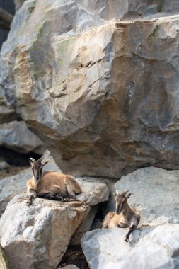 Avusturya, Viyana 'daki Schnbrunn hayvanat bahçesinde dağ keçisi