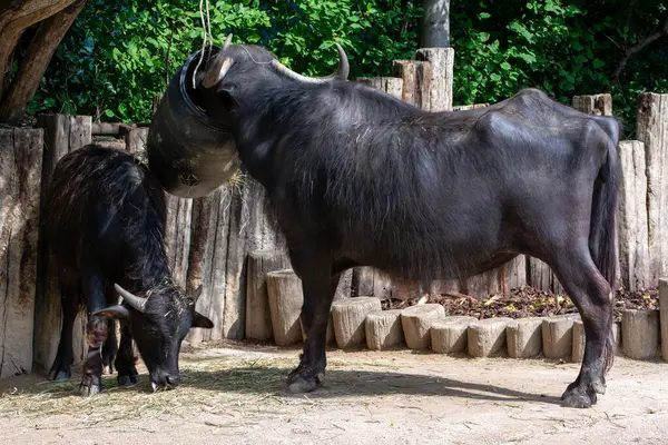 Viyana, Avusturya 'daki hayvanat bahçesindeki Gaur ya da Hint bizonu.
