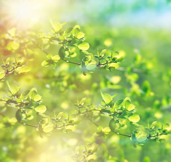 Spring leaves lit by sunlight, beautiful nature in springtime, spring background