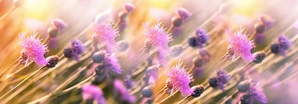 Selective and soft focus on flower, thistle (burdock) flowering in meadow, beautiful nature, landscape in sunset