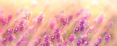 Selective and soft focus on lavender flowers, beautiful lavender in flower garden lit by sunlight, flower background
