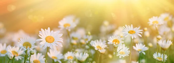Beautiful Daisies Meadow Lit Sun Rays Field Beautiful Flowers — Stock Photo, Image