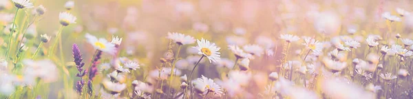 Papatya Çiçekleri Üzerine Seçici Yumuşak Bir Odak Papatya Çayırlarında Mor — Stok fotoğraf