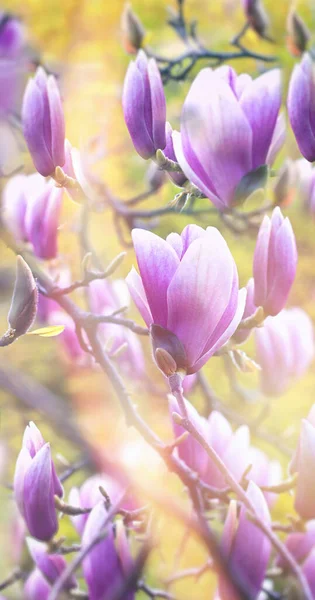 春の庭のマグノリアの花 マグノリアの花 春の美しい花 — ストック写真