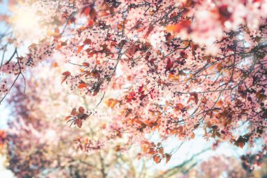 Kiraz çiçeklerine seçici ve yumuşak bir odak, ilkbaharda güzel bir kiraz ağacı, filtrelenmiş görüntü işlenmiş vintage etkisi