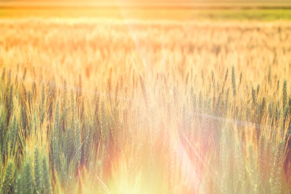 Пшеничное Поле Закате Красивый Пейзаж Заката Сельские Пейзажи Сияющим Солнечным — стоковое фото