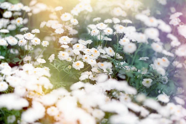 Witte Madeliefjes Weide Bloemen Achtergrond Selectieve Zachte Focus Madeliefjes Bloemen — Stockfoto