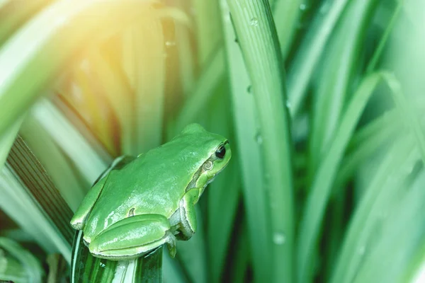 Small Frog Green Frog Hides Natural Habitat Green Tree Frog — Stock Photo, Image