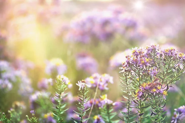 Selective and soft focus on purple flower, beatiful landscape in meadow