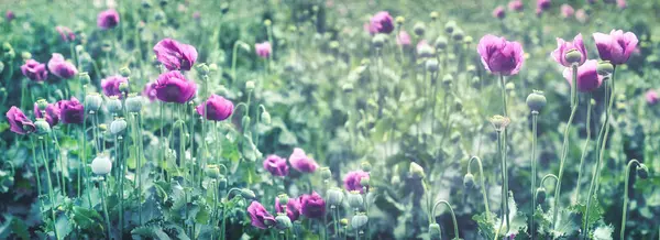 Poppy flower, poppy bloom, purple poppies in the meadow