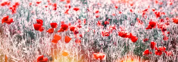 Field of red poppies on a sunny day, landscape image, flowering poppy flower in meadow, beautiful nature in spring