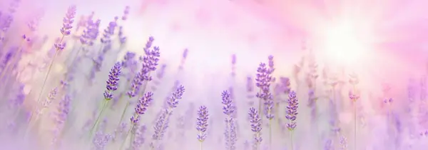 Selective and soft focus on lavender flower, lavender flowers lit by sunlight in flower garden, lavender flowers on a background of the setting sun