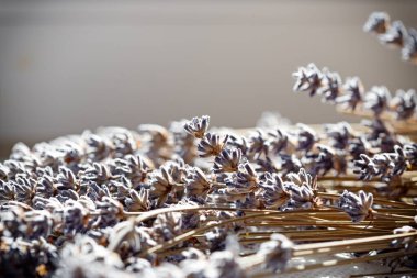 Kuru lavanta, bir buket güzel kurutulmuş lavanta yakın çekim