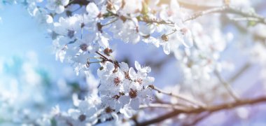 Çiçek açan dallı güzel doğa sahnesi, çiçek yaprakları ve erkek çiçekleri üzerine seçici odaklanma, güzel çiçek açan meyve ağacı.