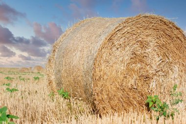 Samanlar çayırlarda yuvarlanıyor, öğleden sonra tarımsal alanda güzel bir manzara, saman balyaları kapanıyor.