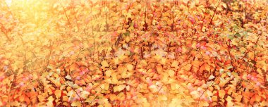 Sonbahar yapraklarının güzel renkleri, ormandaki renkli sonbahar yaprakları çalıların üzerinde renkli sonbahar yaprakları, güzel sonbahar arkaplanı.