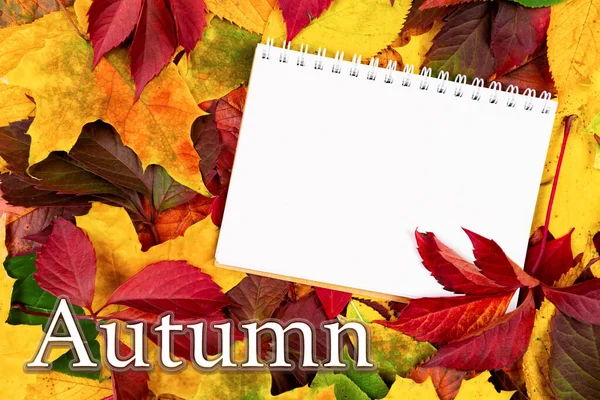 Jesienny Tło Biały Liść Dla Napis Napis Jesień Miejsce Tekst — Zdjęcie stockowe