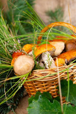 Hasır sepetin içinde çeşitli yenilebilir mantarlar çimenlerde ve çalılıklarda çiçekler, ormanda güneş ışığında yakın mesafede.