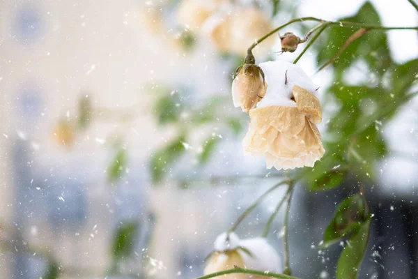 a yellow rose on a bush in winter covered with snow during a snowfall, place for text