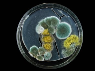 Petri kabı, küf, çeşitli mantar türleri, aspergillus, akremonyum, Cladosporium, siyah küf, siyah üzerine izole edilmiş.